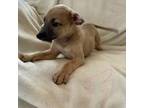 Whippet Puppy for sale in Harlingen, TX, USA