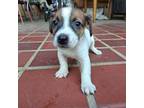 Parson Russell Terrier Puppy for sale in Brownwood, TX, USA