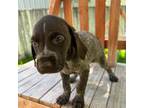German Shorthaired Pointer Puppy for sale in Rupert, ID, USA