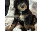 Mutt Puppy for sale in Bellingham, WA, USA