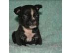 French Bulldog Puppy for sale in Pomona, MO, USA