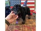 Poodle (Toy) Puppy for sale in Campbell, TX, USA