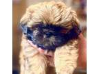 Shih Tzu Puppy for sale in Mesa, AZ, USA