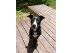 Adopt Jimmy a Black - with Tan, Yellow or Fawn Mountain Cur / Mixed dog in