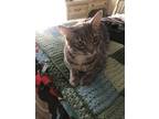 Adopt Smokey a Gray, Blue or Silver Tabby Tabby / Mixed (medium coat) cat in
