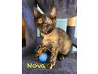 Adopt Nova a Tortoiseshell Domestic Shorthair / Mixed (short coat) cat in