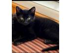 Adopt Wesley a All Black Domestic Shorthair / Mixed (short coat) cat in Phoenix
