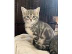Adopt Spaghetti a Domestic Shorthair / Mixed cat in Cornwall, ON (41564877)