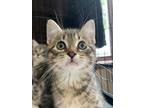 Adopt Meatball a Domestic Shorthair / Mixed cat in Cornwall, ON (41564876)