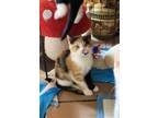 Adopt Frittata a Calico or Dilute Calico Calico / Mixed (short coat) cat in