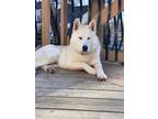 Adopt Ranger a White Husky / Mixed dog in Cockeysville, MD (41564864)