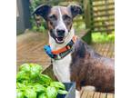 Adopt Yves a Tricolor (Tan/Brown & Black & White) Mixed Breed (Medium) / Whippet