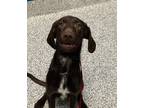 Adopt Huey a German Wirehaired Pointer / Hound (Unknown Type) / Mixed dog in