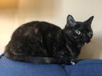 Adopt Kirby a Calico or Dilute Calico American Shorthair / Mixed (short coat)
