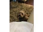 Adopt Jojo a Tan/Yellow/Fawn - with White Poodle (Miniature) / Mixed dog in
