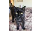 Adopt Bella a Black (Mostly) American Shorthair / Mixed (medium coat) cat in