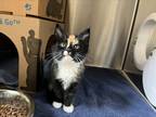 Adopt Finch a Domestic Mediumhair / Mixed cat in Victoria, BC (41564660)