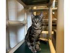 Adopt Sebastian a Domestic Shorthair / Mixed cat in Castlegar, BC (41564650)