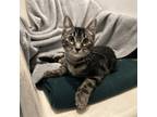 Adopt Ariel a Domestic Shorthair / Mixed cat in Castlegar, BC (41564647)