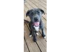 Adopt Stardust a Labrador Retriever / Mixed dog in Fond du Lac, WI (41562986)