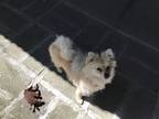 Adopt Buddy a Tan/Yellow/Fawn Pomeranian / Mixed dog in San Jose, CA (41564759)