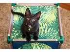Adopt Cadbury a All Black Domestic Shorthair (short coat) cat in Overland Park