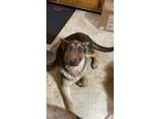 Adopt Teddy a Brown/Chocolate German Shepherd Dog / Mixed dog in Burkesville