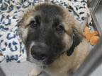 Adopt WASABI a Leonberger / Mixed dog in Tustin, CA (41564754)