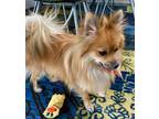 Adopt Jovi a Red/Golden/Orange/Chestnut Pomeranian / Mixed dog in Tucson