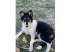 Adopt Puppy1 a Tricolor (Tan/Brown & Black & White) Collie / Collie / Mixed dog