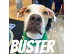 Adopt Buster a Tricolor (Tan/Brown & Black & White) Mixed Breed (Medium) / Boxer