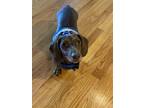 Adopt Frankie3 (bonded with Oscar17) a Brown/Chocolate Dachshund / Mixed dog in
