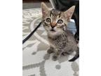 Adopt Rachel a Gray, Blue or Silver Tabby Domestic Shorthair cat in Steinbach
