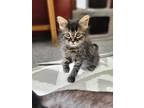 Adopt Monica a Gray, Blue or Silver Tabby Domestic Mediumhair cat in Steinbach