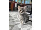 Adopt Miss Chandler a Gray, Blue or Silver Tabby Domestic Mediumhair cat in