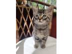 Adopt Ross a Gray, Blue or Silver Tabby Domestic Mediumhair cat in Steinbach