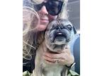Adopt Gracie a Gray/Blue/Silver/Salt & Pepper Pug / Mixed dog in Wake Forest