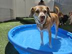 Adopt Paxson a Red/Golden/Orange/Chestnut Beagle / Vizsla / Mixed dog in Yoder