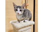 Adopt Sapphire a Gray, Blue or Silver Tabby Manx / Mixed (short coat) cat in