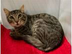 Adopt Kiki a Brown Tabby Maine Coon / Mixed (medium coat) cat in Garland