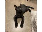 Adopt Bruce a All Black Domestic Mediumhair / Mixed (medium coat) cat in