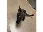 Adopt Raven a Tortoiseshell Domestic Mediumhair / Mixed (medium coat) cat in