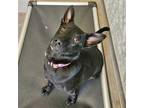 Adopt Eve a Mixed Breed (Medium) / Mixed dog in Rancho Santa Fe, CA (41564680)