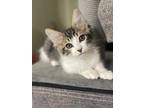 Adopt Pancho a Brown Tabby Domestic Shorthair (long coat) cat in Parlier
