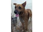 Adopt Bear a Shepherd (Unknown Type) / Mixed dog in Tool, TX (41564679)