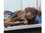 Adopt Ginger a Doberman Pinscher / Mixed dog in Tool, TX (41564677)