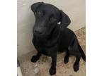 Adopt Blake a Labrador Retriever / Mixed Breed (Medium) / Mixed dog in Tool