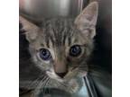 Adopt Cosmo a Domestic Shorthair / Mixed (short coat) cat in Tool, TX (41564675)