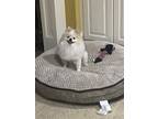 Adopt Casper a White - with Tan, Yellow or Fawn Pomeranian / Mixed dog in