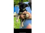 Adopt Fergie a Black - with Tan, Yellow or Fawn Pug / Shih Tzu / Mixed dog in